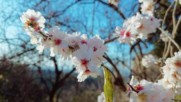 little white flowers move in the wind video