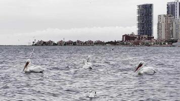 animale pellicani nel mare video