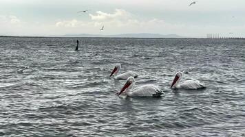 animale pellicani nel mare video