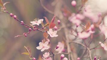 delikat rosa blommor på körsbär och plommon grenar i vår trädgård. rödbladig körsbär plommon. video