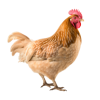 AI generated Chicken clip art png