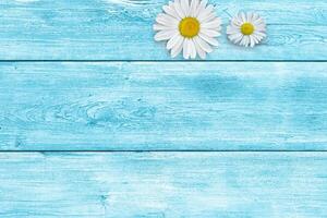 White daisy flowers on blue wooden table background. Beautiful spring composition, template for design, with copy space for text. photo