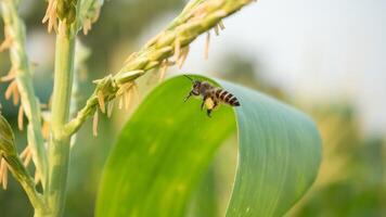 Honey bee worker collecting pollen from flower of Sweet corn, Flying, pollinate, nectar, yellow pollen ,insect,  bumblebee, Macro horizontal photography, Summer and spring backgrounds, copy space. photo