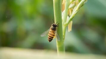 Honey bee worker collecting pollen from flower of Sweet corn, Flying, pollinate, nectar, yellow pollen ,insect,  bumblebee, Macro horizontal photography, Summer and spring backgrounds, copy space. photo