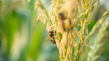 miel abeja trabajador coleccionar polen desde flor de dulce maíz, volador, polinizar, néctar, amarillo polen ,insecto, abejorro, macro horizontal fotografía, verano y primavera antecedentes, Copiar espacio. foto