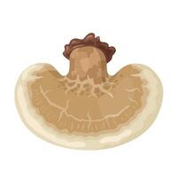 Vector illustration, Birch polypore or Fomitopsis betulina mushroom, isolated on white background.