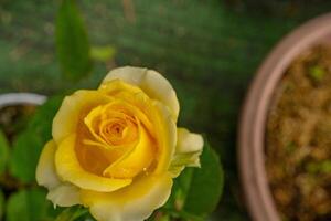 Fresco amarillo Rosa rosa foetida perciana en el jardín. el foto es adecuado a utilizar para botánico contenido medios de comunicación y flores naturaleza foto antecedentes.