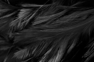 Beautiful dark black feather pattern texture background photo