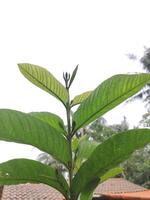 Close up photo of a bright green guava plants in the yard at the side of my house, this plant produces guava fruit that grows thruly in indonesia