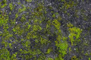 The background is organic, featuring a grey stone with a texture of green moss. photo