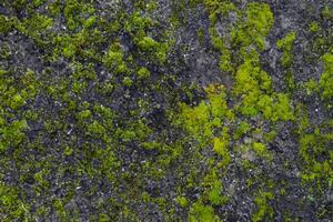 The background is organic, featuring a grey stone with a texture of green moss. photo