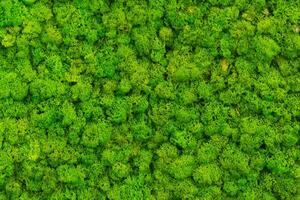 The wall inside the office is adorned with a lush green moss background, giving it a textured and somewhat irate appearance. photo