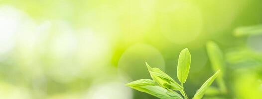 Using as a backdrop, natural plants landscape, ecology wallpaper, or cover concept, this close-up of a green leaf in the sunlit greenery features bokeh and copy space. photo