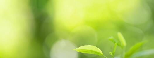 Using as a backdrop, natural plants landscape, ecology wallpaper, or cover concept, this close-up of a green leaf in the sunlit greenery features bokeh and copy space. photo