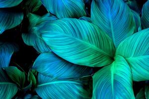 Spathiphyllum Cannifolium Leaves, Abstract Green Texture, Nature Background with Tropical Elegance photo