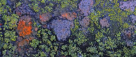 Nature Abstract, Lichen Moss Texture on Old Stone Background photo