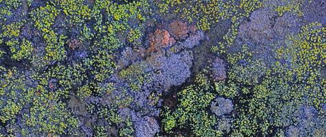 Nature Abstract, Lichen Moss Texture on Old Stone Background photo