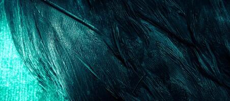 Blue Feathers, Detailed Background or Texture photo