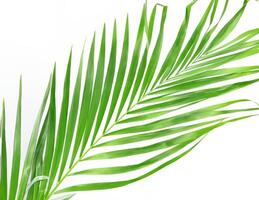 Tropical Green Palm Leaf Isolated on White Background photo