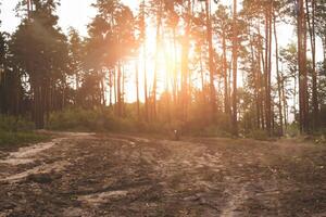 Enchanting Forest Sunrise photo