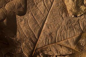 de otoño esencia, macro cerca arriba de seco marrón hojas textura, Perfecto para antecedentes y todavía vida foto