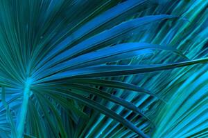 Tropical Palm Leaf Shadows, Abstract Green Background with Dark Tone Textures photo