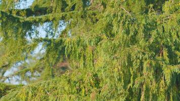 Thuja Branches On A Windy Day. Floriculture And Horticulture. Still. video