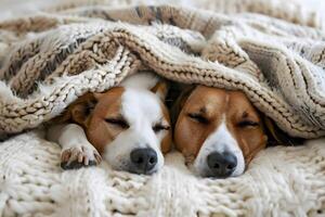AI generated World sleep day. Two dogs are sleeping under a blanket photo
