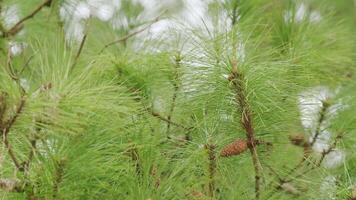 naturlig bakgrund. tall koner på kvist. tall gren. mängd av tall träd. grund djup av fält. video