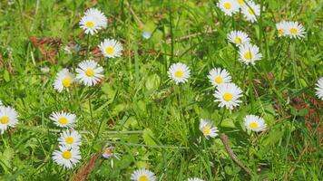 concetto di fedeltà. superficie di verde erba con margherite. lotto di bianca giallo margherite. vicino su. video