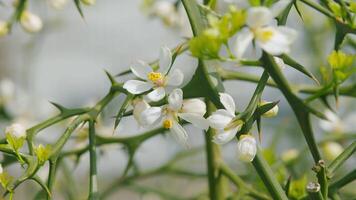 skön taggig träd på en solig vår dag. frukt blomma japansk bitter orange. stänga upp. video