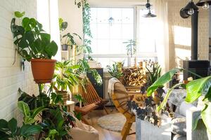 Tropical indoor plants in the interior room white loft in country house, wooden furniture, firewood for fireplace in sunlight. Houseplant Growing and caring for potted plant, green home in cottage photo