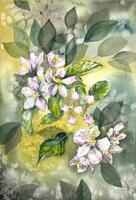 Hand painted watercolor apple blossom. Apple blossom painting. Watercolor blooming tree. vector