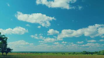 Cattle On Summer Grassland. Cows On A Pasture In Landscape In Summer. Bright Summer Field. video