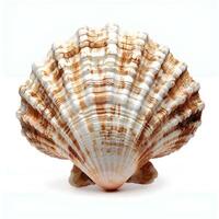 AI generated Seashell isolated on white background with shadow. Sea shell isolated. Salt water shell on white background photo