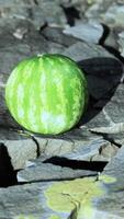 baie de fruit de pastèque sur des pierres rocheuses video