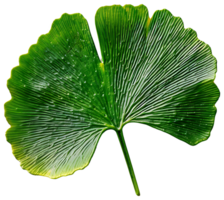 AI generated Ginkgo biloba plant on a transparent background png