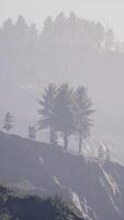 maestosa foresta di montagna verde su sfondo di nebbia video