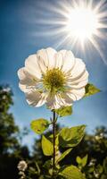 AI generated White flowers of a blossoming. ai generative photo