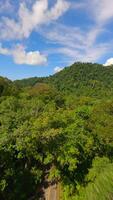 cênico fpv voar sobre tropical estrada através a exuberante verde floresta tropical dentro verão video