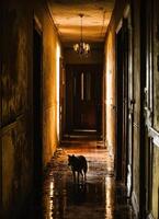 AI generated Portrait of a wolf in a dark corridor at night. ai generative photo