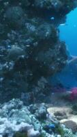 kleurrijk koraal rif Bij de bodem van tropisch zee video