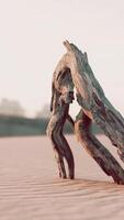 piece of an old root is lying in the sand of the beach video