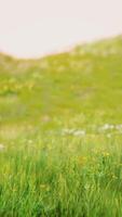 vue paysage d'herbe verte sur la pente au lever du soleil video