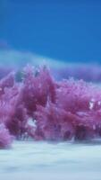 Purple and pink soft corals and red sponges video