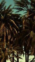 Underside of the coconuts tree with clear sky and shiny sun video