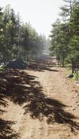 sentier du colorado parmi les pins avec les montagnes video