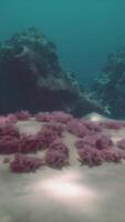 mar ou oceano embaixo da agua coral recife video