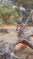 árvores e pedras dentro australiano deserto video