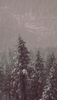 fir forest on a foggy day video